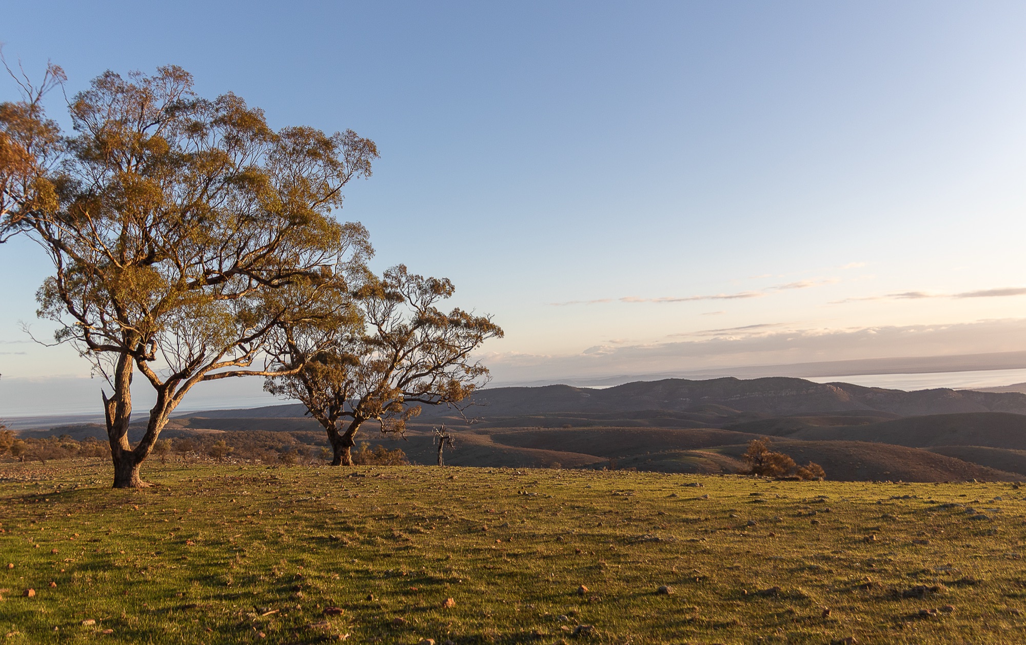 Hilltop paddock with gum trees in golden light, rolling hills sloping down to distant water.