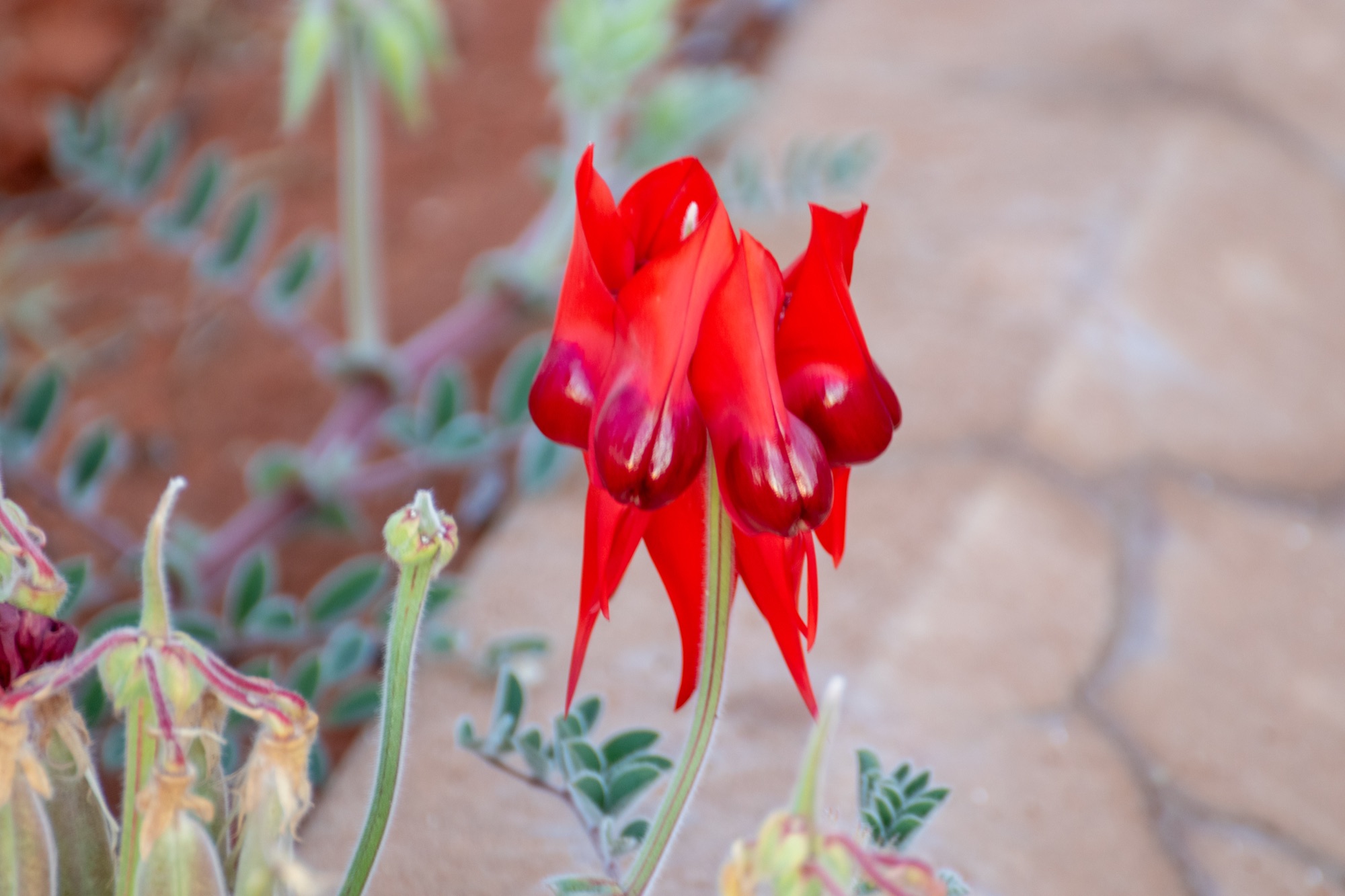 Red Heart — Sturt's Desert Pea, vivid red.