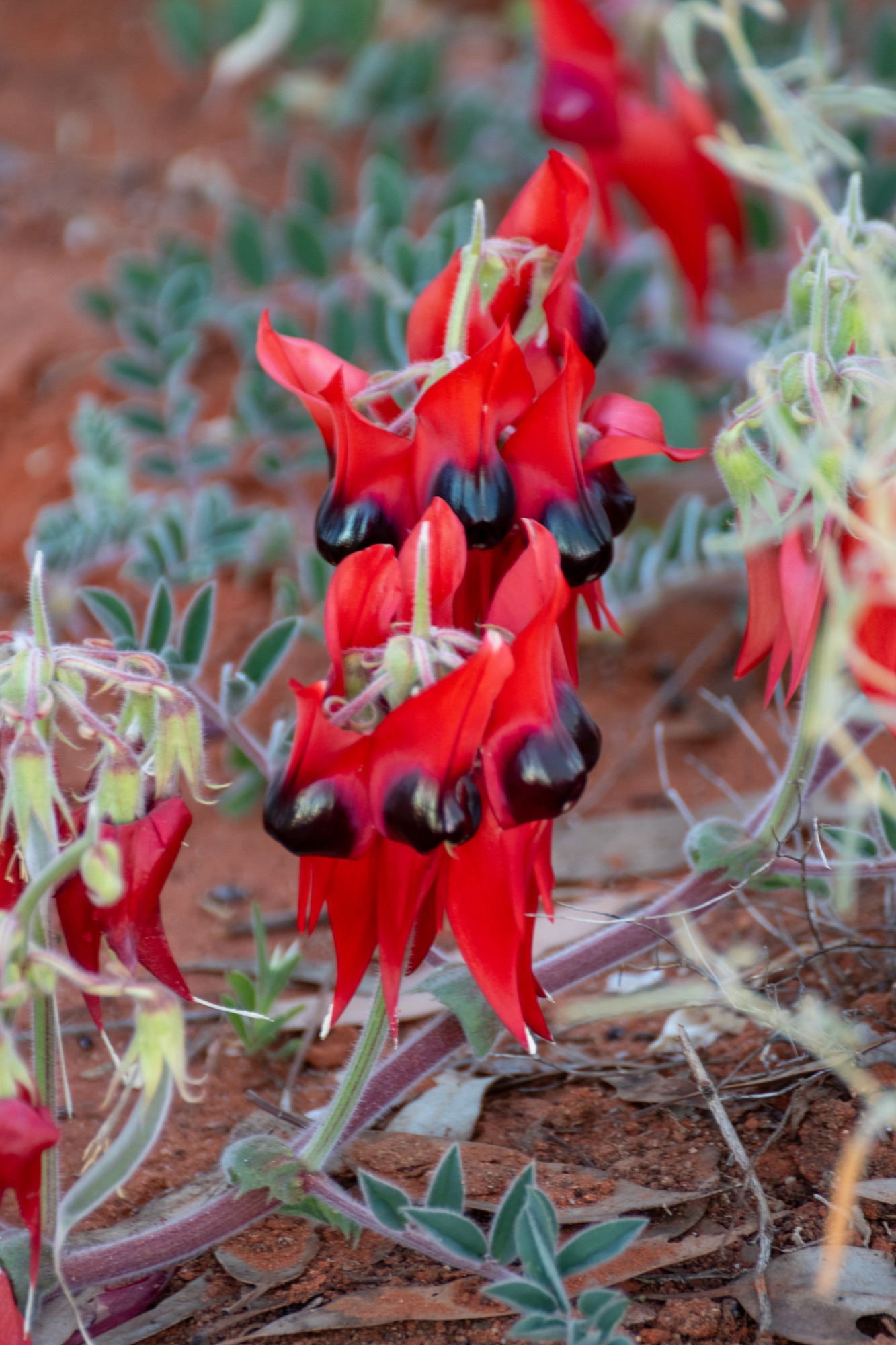 Black Heart — Sturt's Desert Pea, deep contrast.