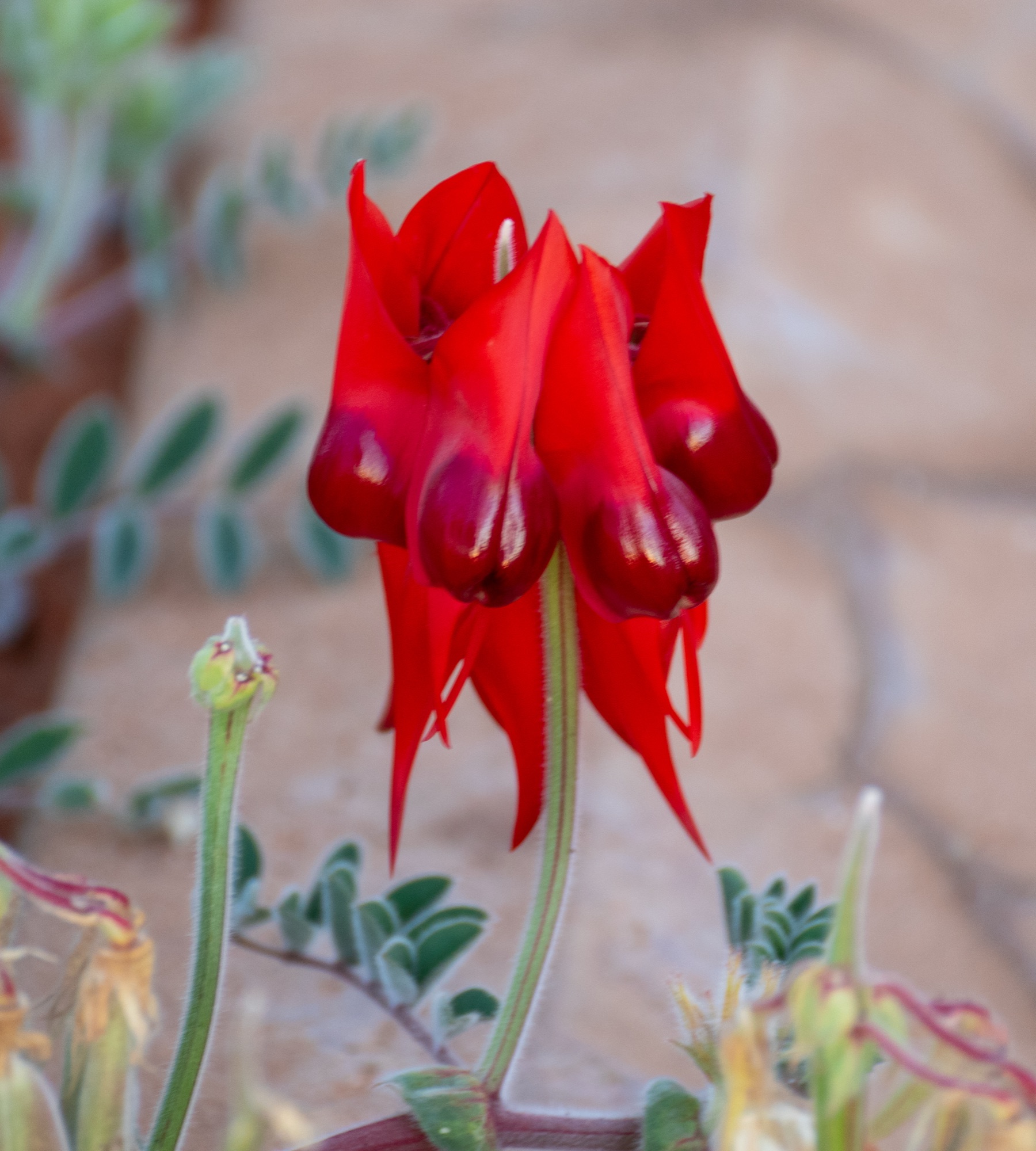 Sturts Heart — Sturt's Desert Pea on canvas.