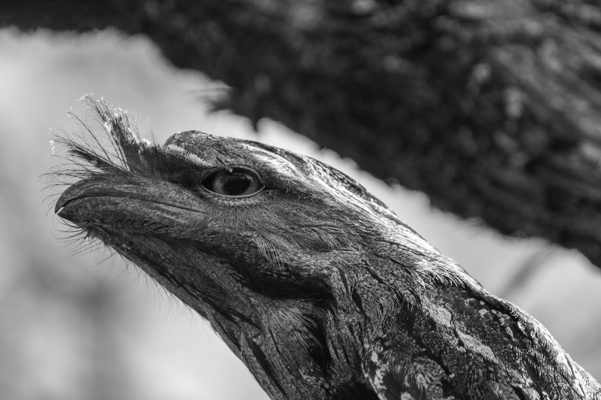 Tawny frogmouth at rest, in black and white.