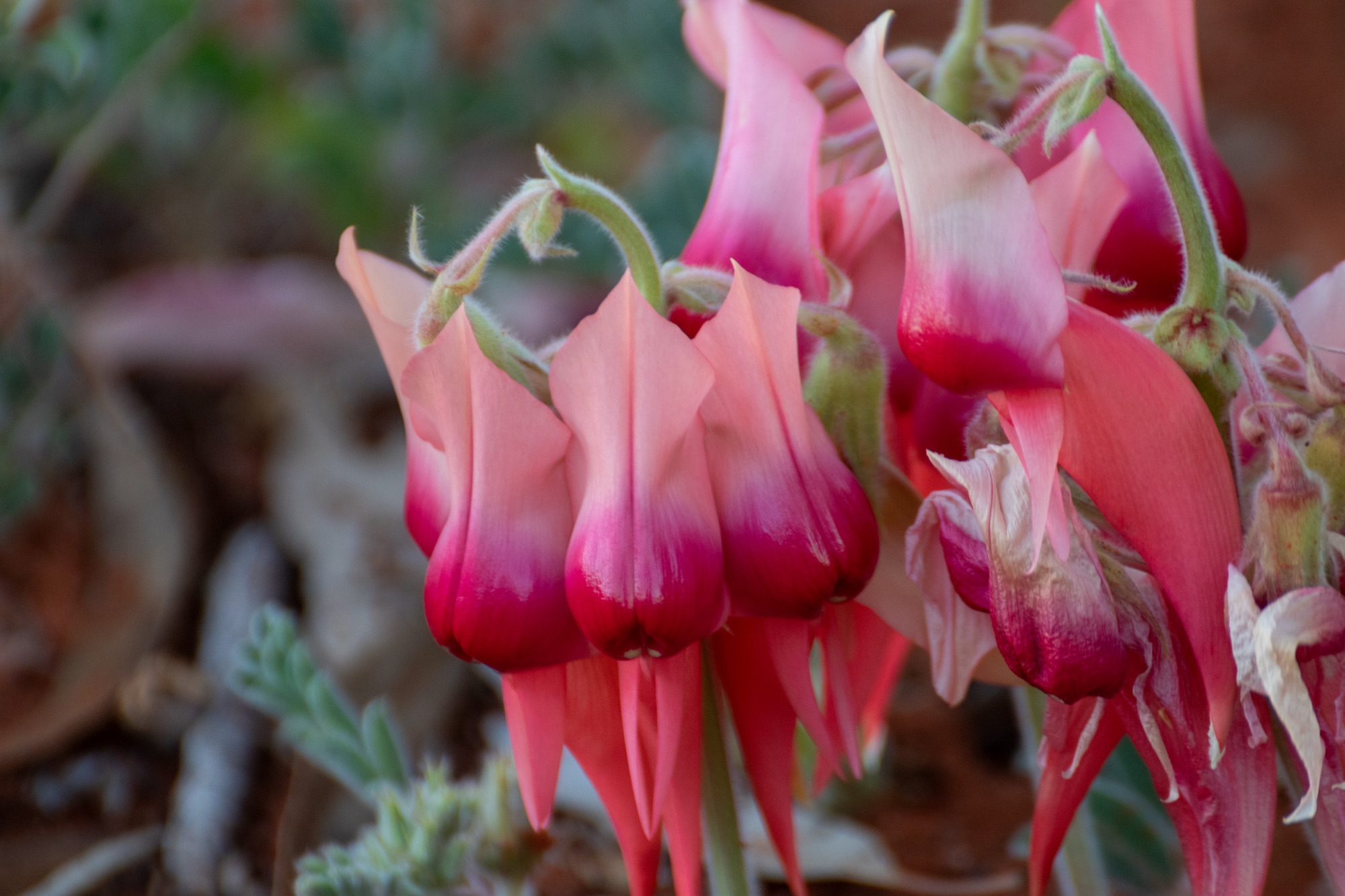 Pink Heart — Sturt's Desert Pea in soft pink.