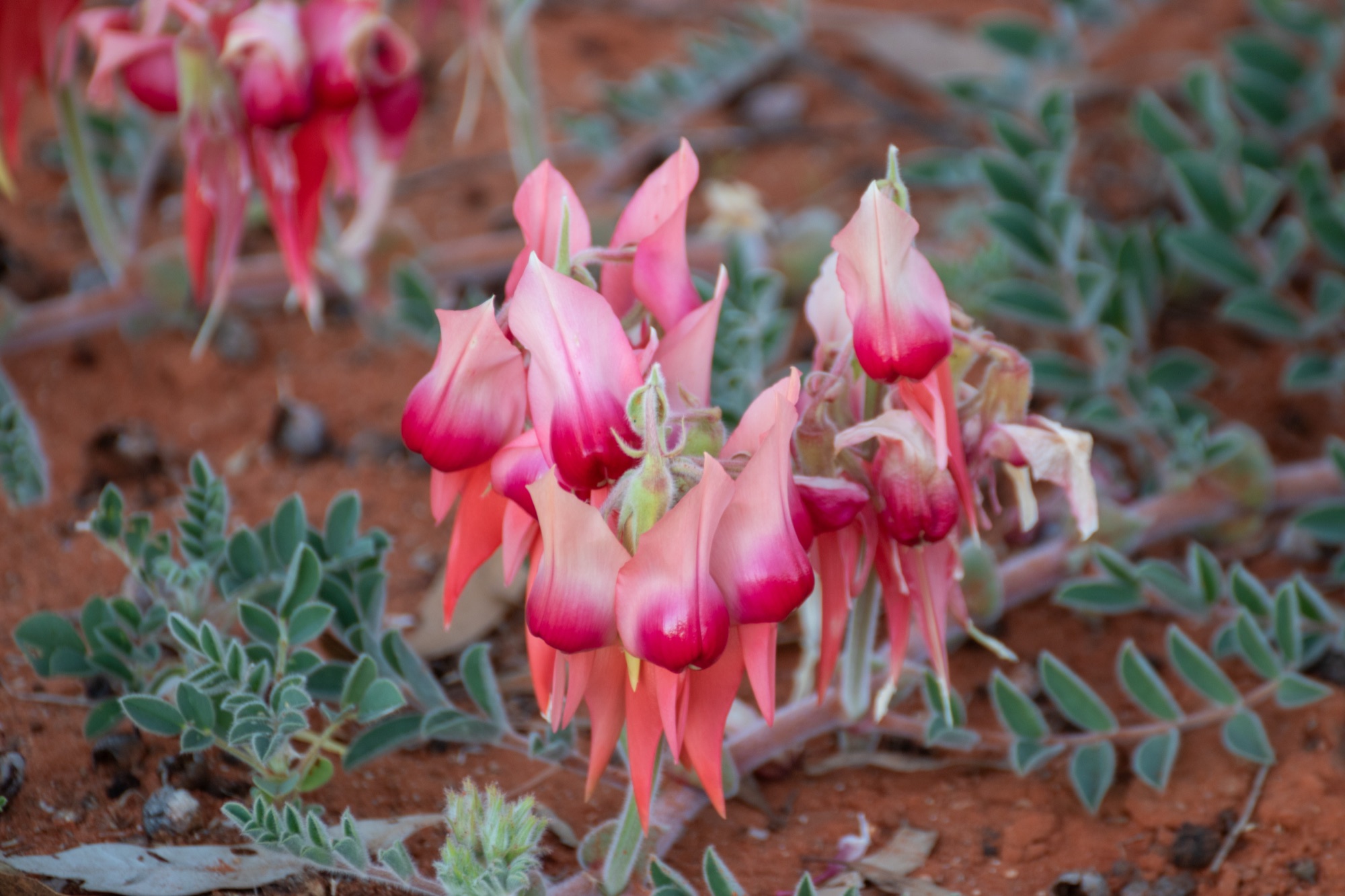 Beauty in Pink — Sturt's Desert Pea, painterly canvas.